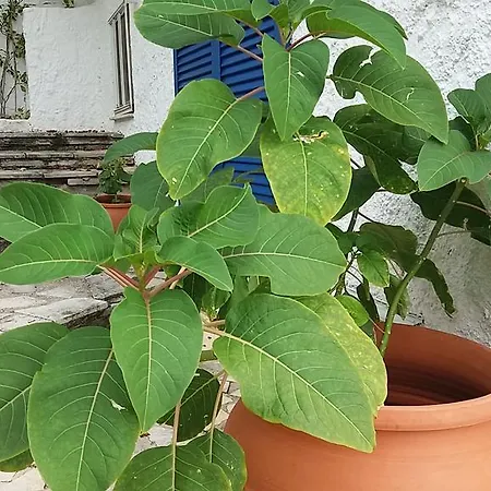 Constantinos דירה *