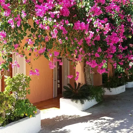 Constantinos * לאסי